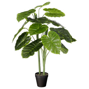 Umělá Rostlina Alocasia, V: 100cm
